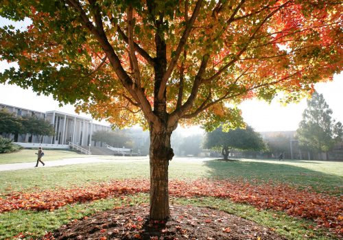 Tree with fall leaves on the Quad